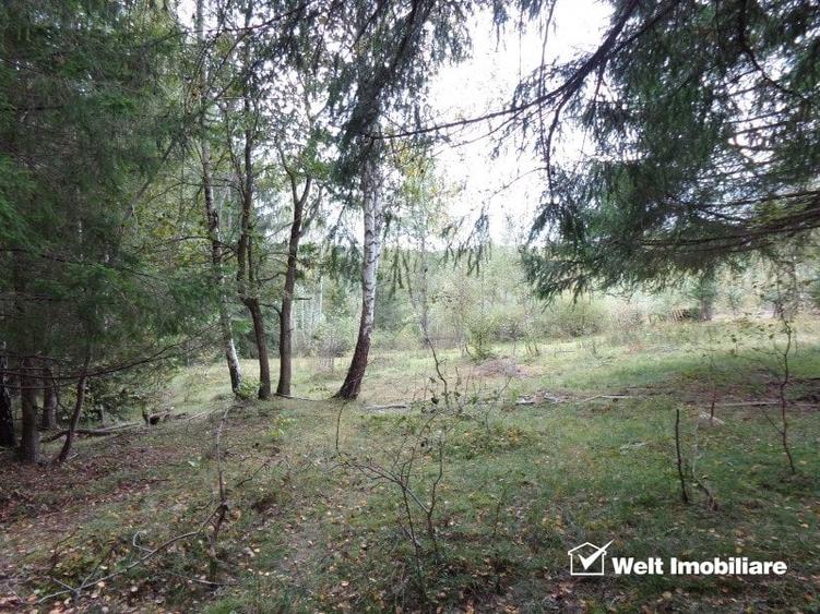 1.6 ha de padure cu poienita, parau la limita curtii, cabana pentru trei familii - 2