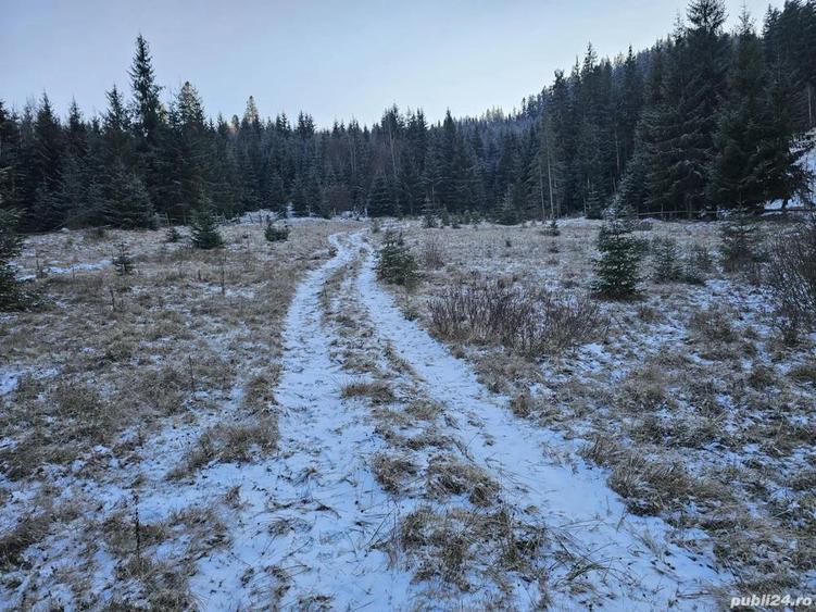 Teren extravilan de vanzare inconjurat de padure in Bucovina zona Breaza - 6