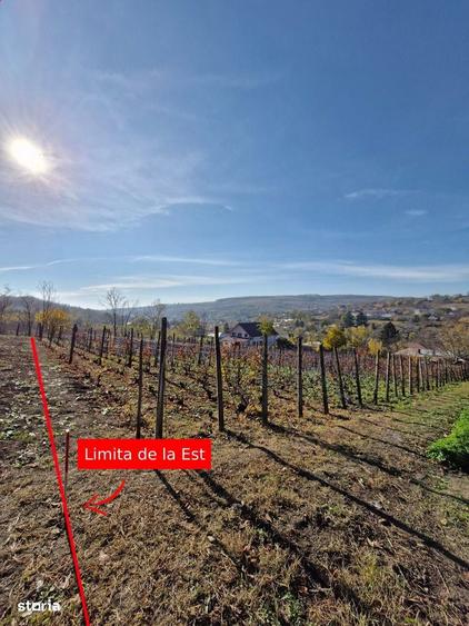 Teren intravilan 1308 mp Rediu | 9 min Copou / Pacurari - 5