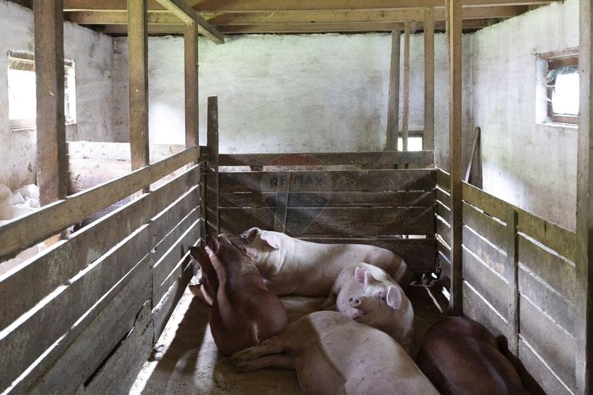 Ferma de vanzare, teren 21436 mp intravilan, Cosnea, Agas - 23