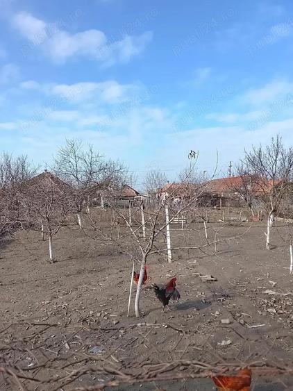 Doua case intr-o curte, partial din caramida, cu interior renovat in anul 2025, in zona buna, - 4