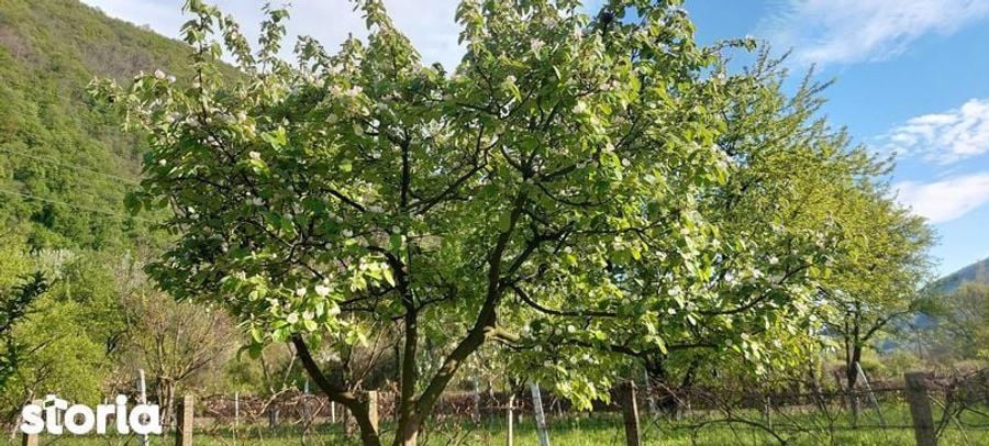 Teren intrare Herculane,E 70 Herculane-Orsova - 3