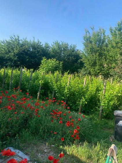 Casa de vanzare Teleorman , Baneasa - 5