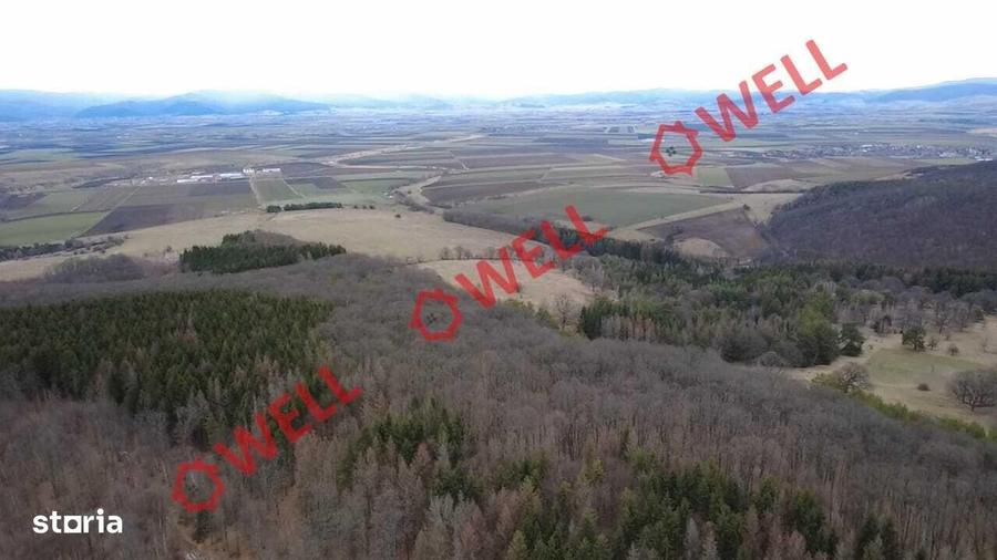 Padure mixta de vanzare in Dalnic! - 5