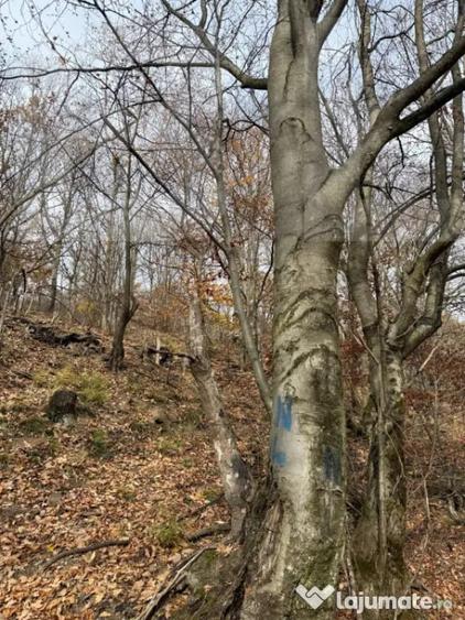 Teren de 8271 mp, în Cerbăl