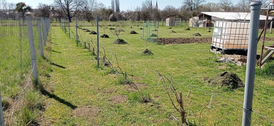 Somcuta Mare intravilan 1500 mp - 2