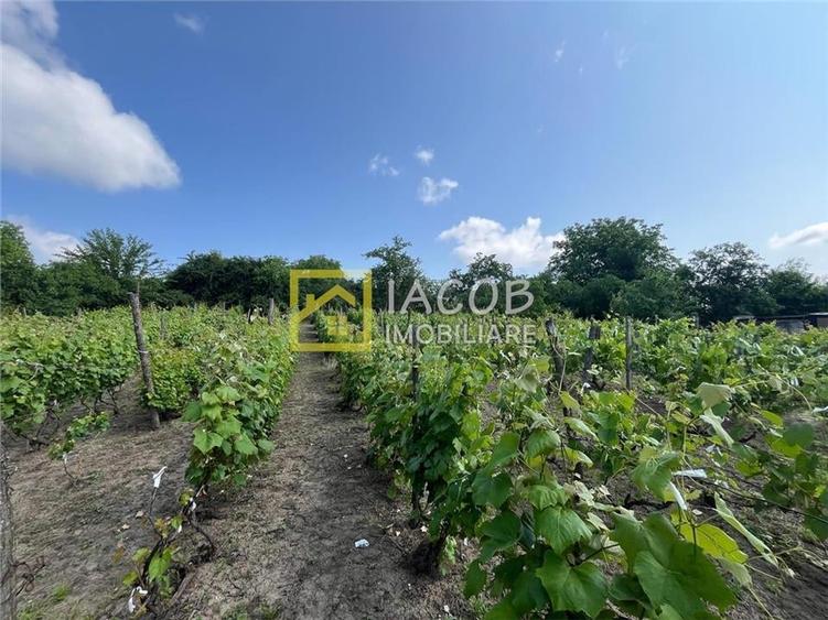 Casa cu 1690 mp teren, vie pe rod, comuna Sarata, jud. Bacau - 5