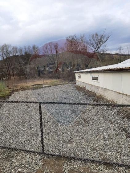 Afacere la cheie în creșterea porcinelor – Rona de Jos - 4