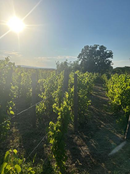 Casa BCA+gradina,vie,fantana, gard nou suprafata totala 1723m 17500 - 3