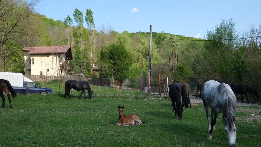 16000 Euro vanzare 521 mp teren asfalt apa gaz curent Cosminele Prahova superb - 16