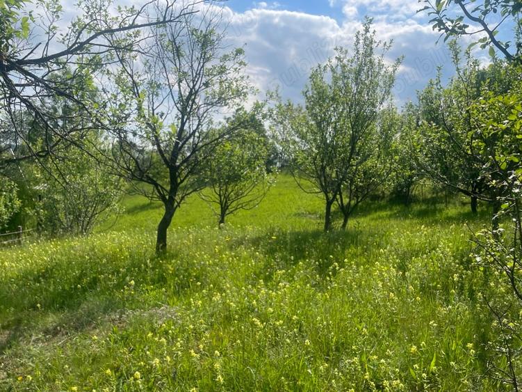 Teren de 5000 mp, în Schiulești