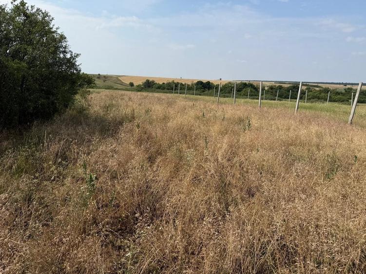 Teren Construcții intravilan de 1203 mp, în Miersig