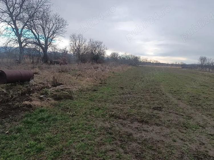 Teren de 2775 mp, în Vad