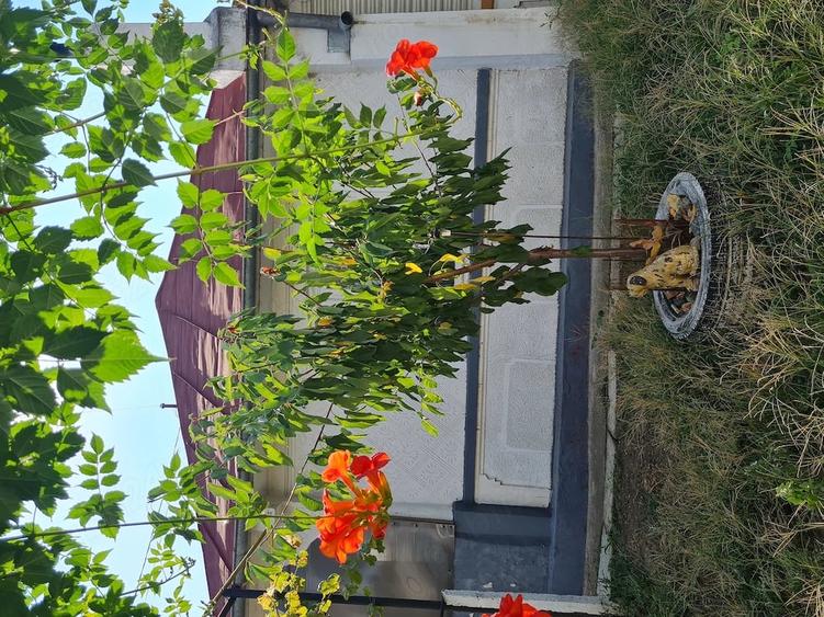 Casă cu 3 camere cu Teren 310 Mp în Central