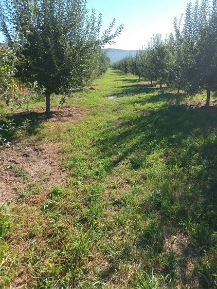 Teren de 2500 mp, în Dragodănești