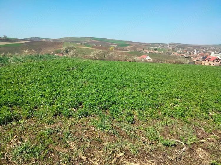 Teren de 3300 mp, în Râciu