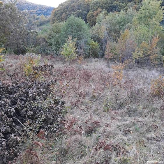 Teren de 10000 mp, în Central