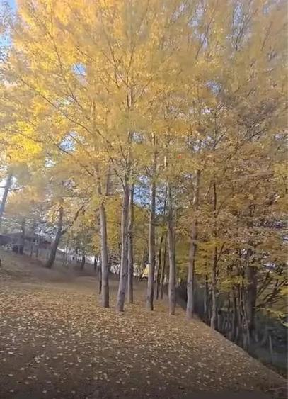 Teren de 3600 mp, în Cisnădioara