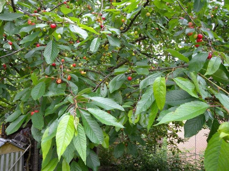 Casă cu 4 camere în Vălenii de Munte