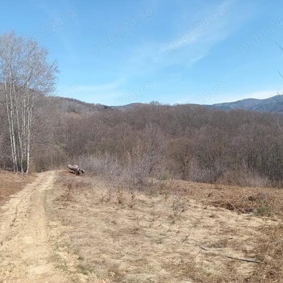 Teren de 10000 mp, în Luncșoara