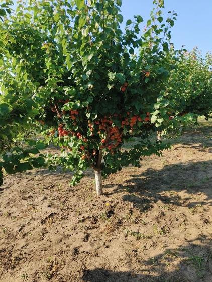 Casă cu 4 camere în Floroaica