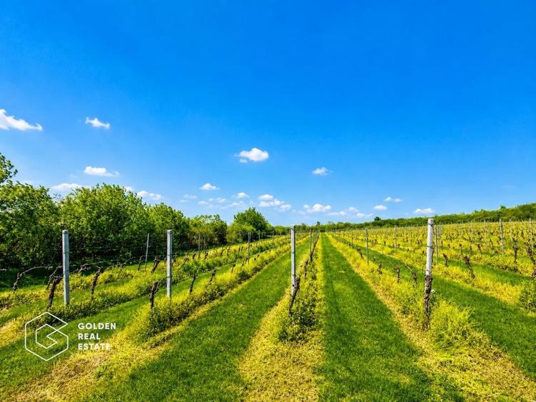 Teren agricol extravilan de 13439 mp, în Șiria