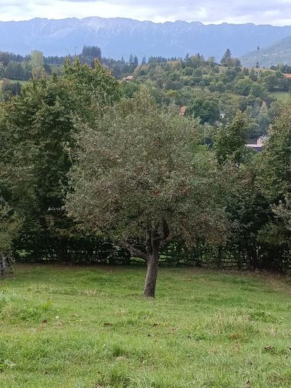 Spațiu comercial, în Bran