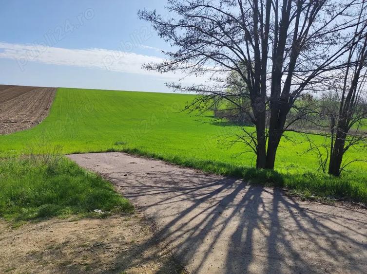 Teren de 33700 mp, în Dumbrava (Berești-Bistrița)