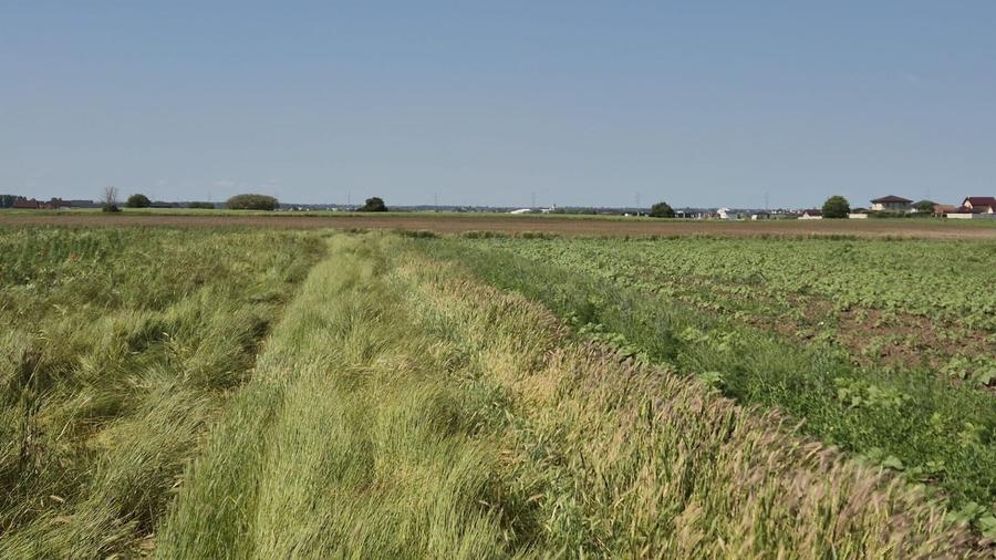 Teren agricol extravilan de 5000 mp, în Berceni