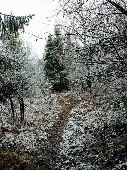 Vand teren cu padure 61 ari zona Parte?tii de sus suceava Sus jud Suceava Sus jud Suceava - 1