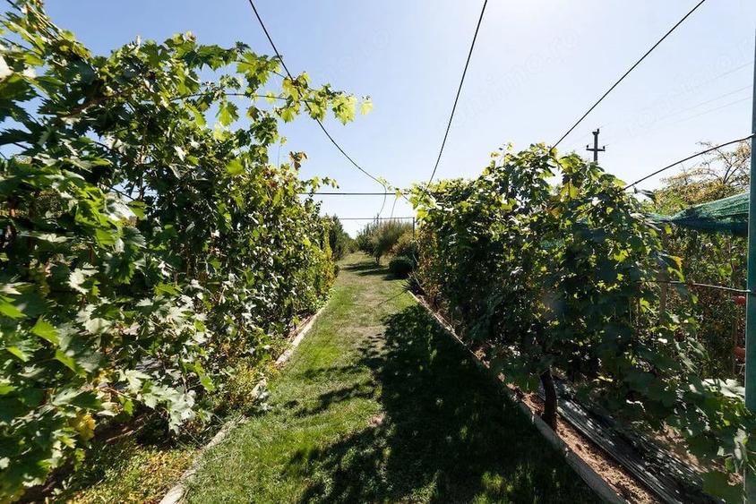 Casă cu 2 camere cu Teren 5000 Mp în Dârmănești