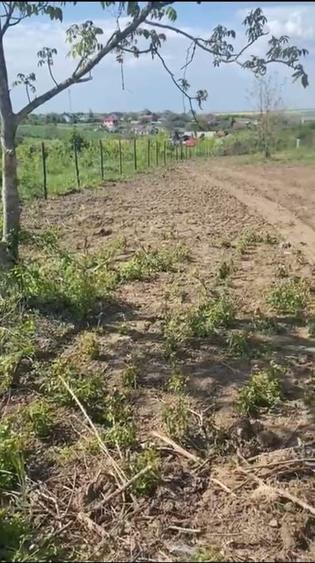 Teren Construcții intravilan de 900 mp, în Comana