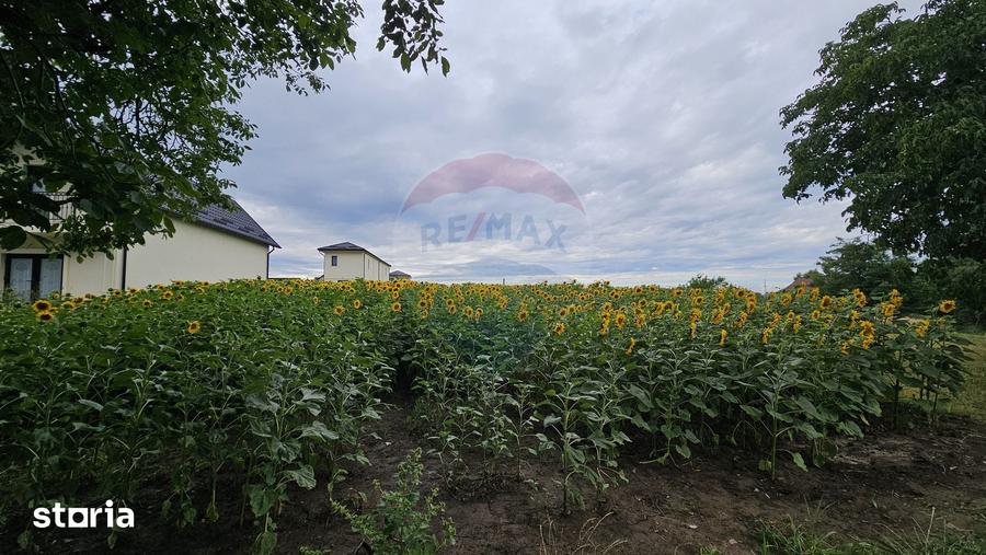 Teren de 2600 mp, în Lisaura