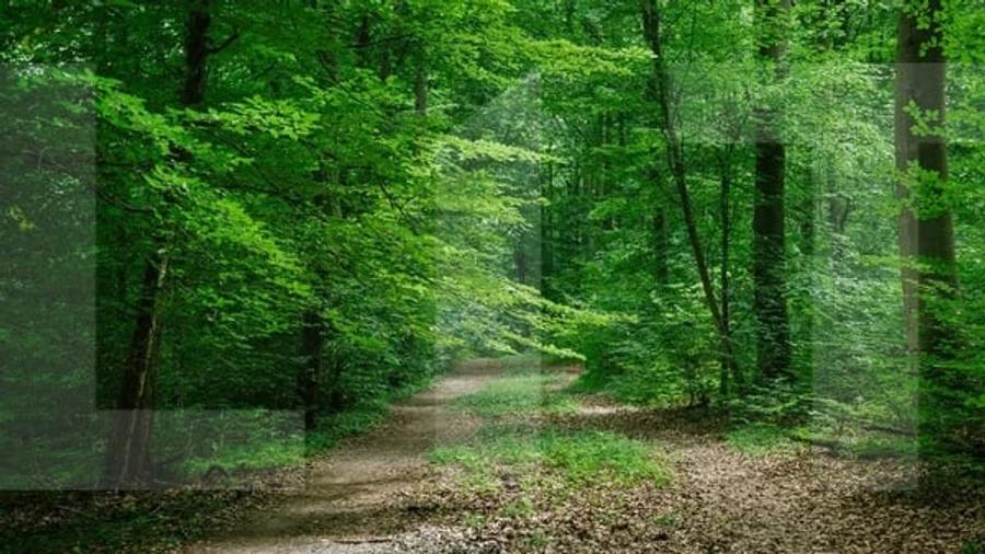 Teren extravilan de 6541 mp, în Cucorăni