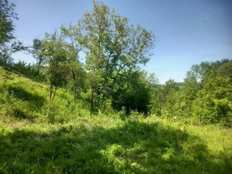 Teren de 2225 mp, în Provița de Jos