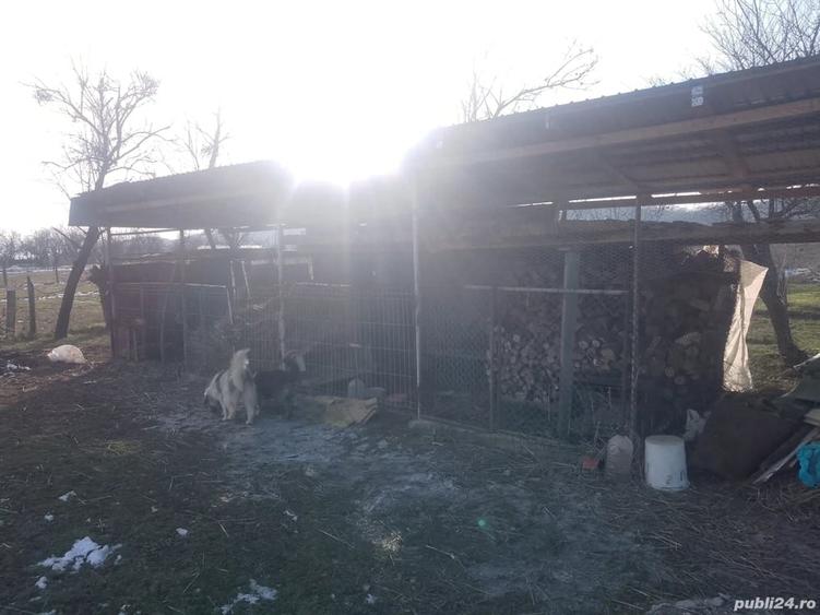 Casă în Telești