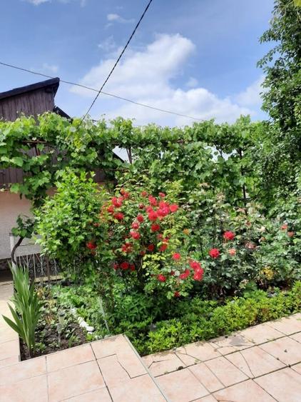 Casă individuală cu 3 camere cu Teren 1541 Mp în Pogăceaua