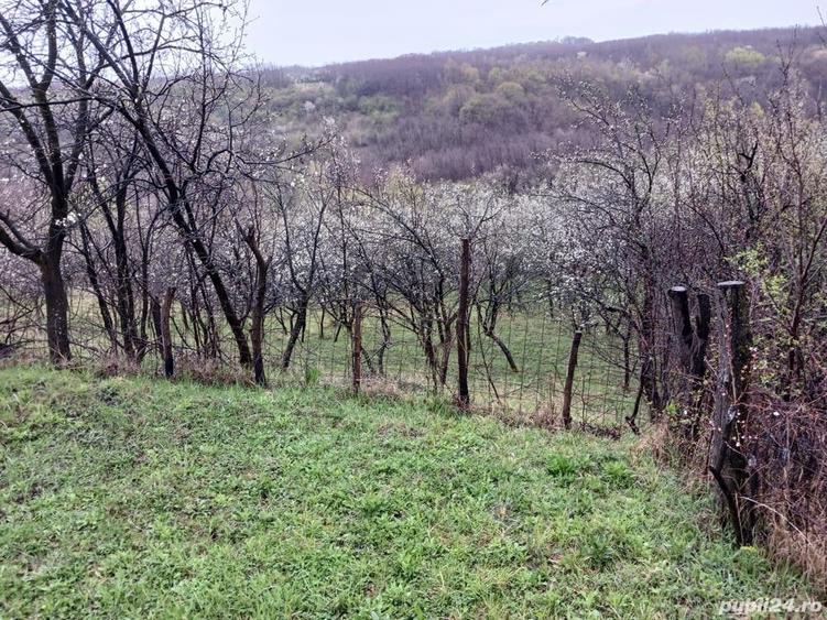 Teren de 1250 mp, în Păulești