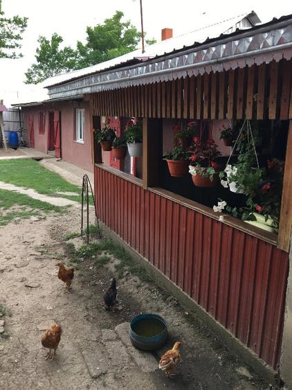 Casă individuală cu 5 camere cu Teren 4500 Mp în Viișoara
