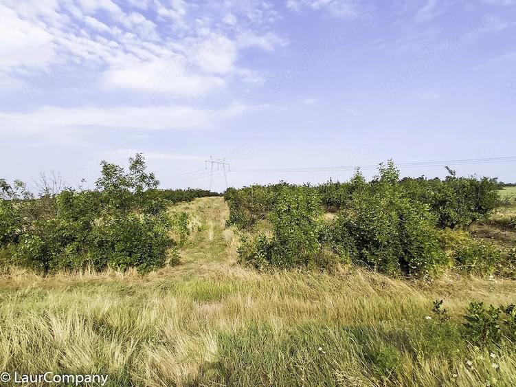 Parcele Teren extravilan Livada si Pasune Lunca Corbului Arges - 2
