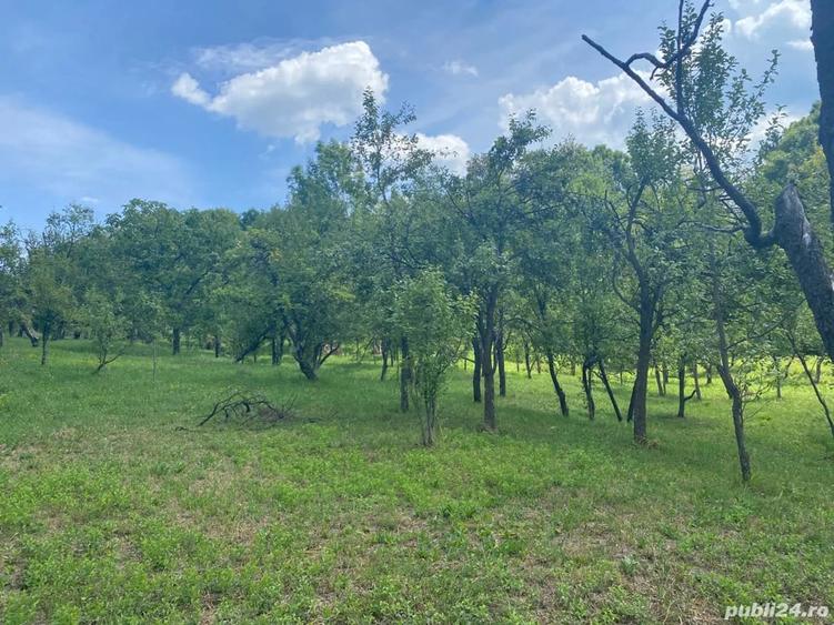 Teren de 8000 mp, în Telega