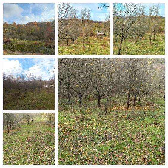 Teren de 6000 mp, în Stoilești