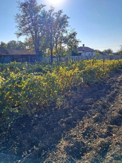 Vand casa de caramida 3 camere+sala+beci 1238mp teren, Segarcea, Dolj - 5