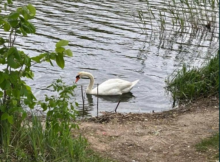 Moara Vlasiei - 11.000 mp, deschidere lac 36 m, priveliste superba - 1