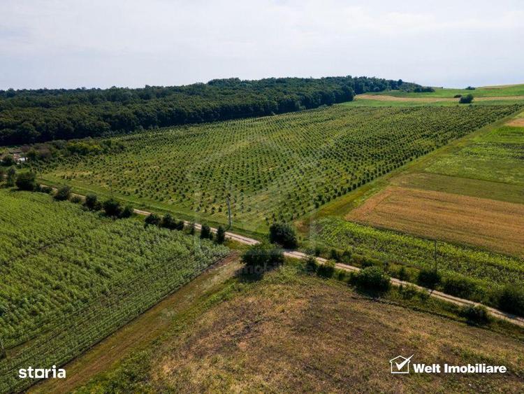 Teren nucifer cu plantatie de aluni, sat Frata, jud. Cluj - 4