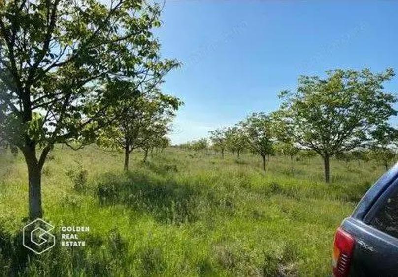 Teren extravilan Bazosul Nou, 500 000 mp - 1