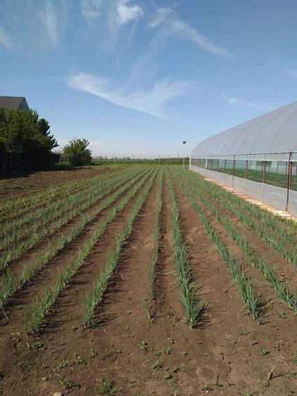 Proprietate de vanzare langa Bucuresti - 9