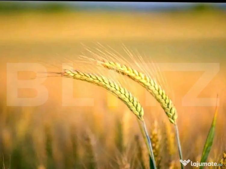 Teren agricol extravilan, 1585 Ha, zona Valea Muresului - 1