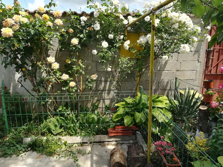 Vand casa Pantelimon - 2