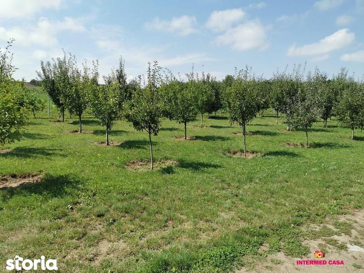 Teren intravilan de vanzare Daia, Sibiu 665 mp - 6